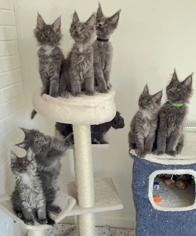 Outstanding Maine Coon GCCF kittens,Champion line for sale in Bognor Regis, West Sussex | Image 1