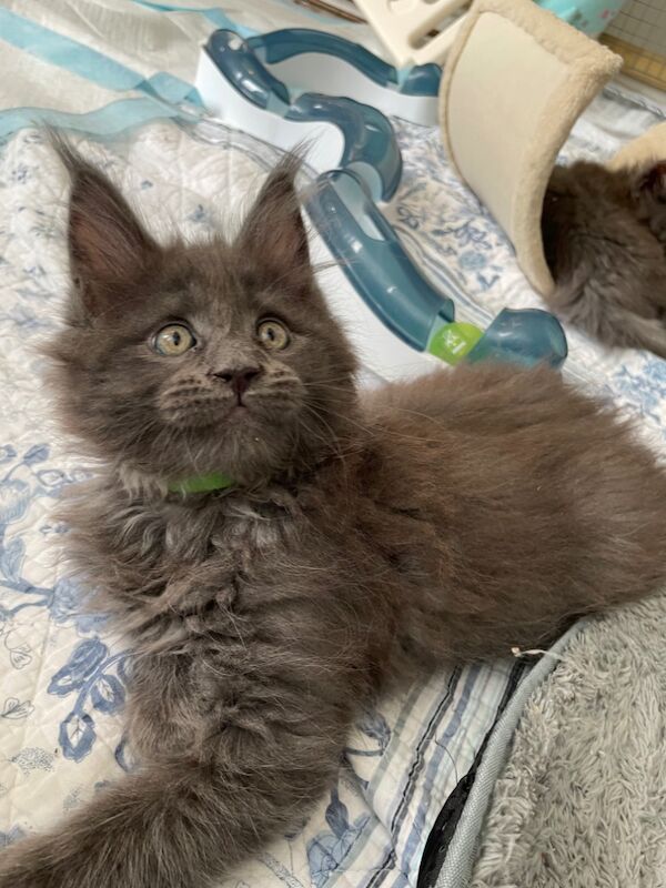 Outstanding Maine Coon GCCF kittens,Champion line for sale in Bognor Regis, West Sussex | Image 2