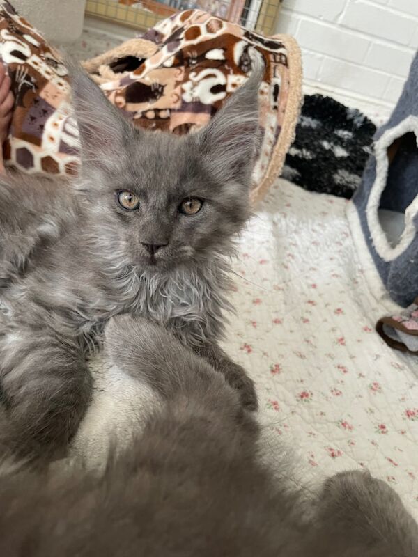 Outstanding Maine Coon GCCF kittens,Champion line for sale in Bognor Regis, West Sussex | Image 3