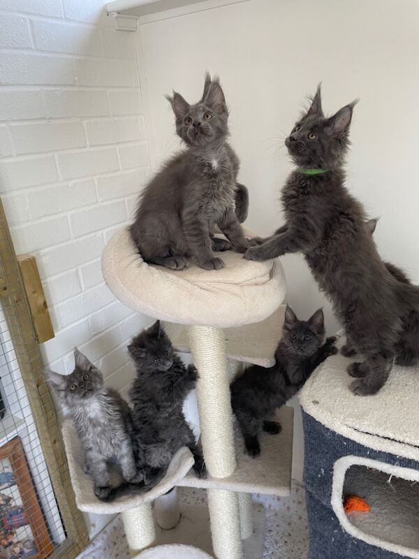 Outstanding Maine Coon GCCF kittens,Champion line for sale in Bognor Regis, West Sussex | Image 2