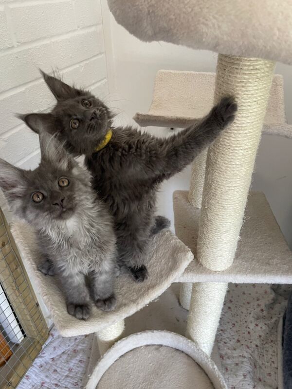 Outstanding Maine Coon GCCF kittens,Champion line for sale in Bognor Regis, West Sussex | Image 3