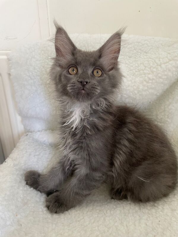 Maine Coon kittens for sale in Bognor Regis, West Sussex – 3 months old