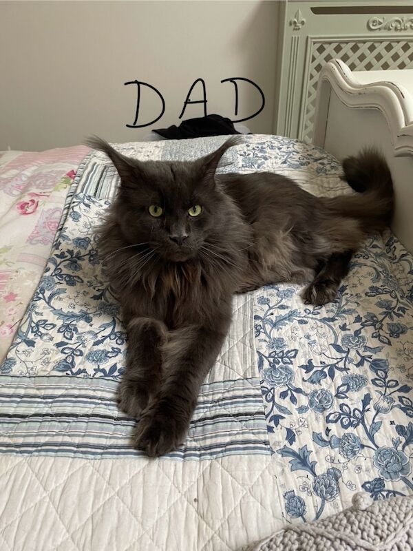 Maine Coon kittens for sale in Bognor Regis, West Sussex – 4 months old - Image 2 of 10