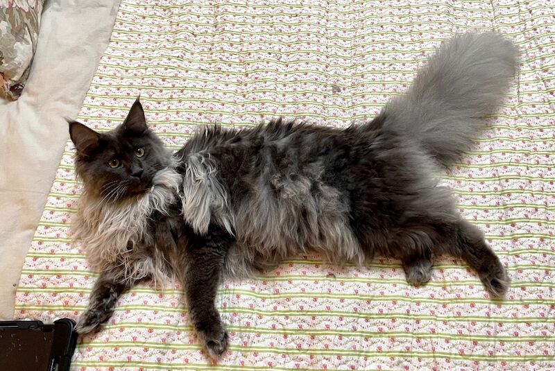 Maine Coon kittens for sale in Bognor Regis, West Sussex – 4 months old - Image 3 of 10