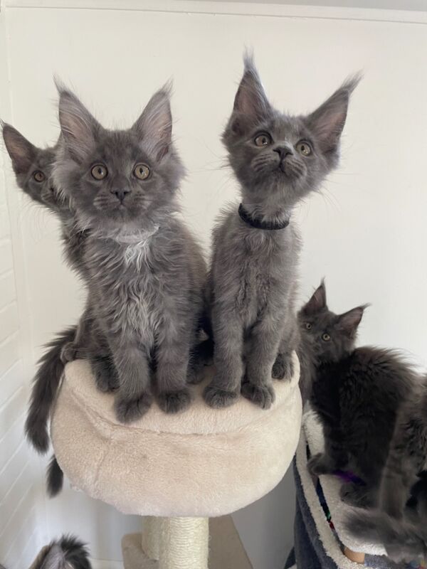 Maine Coon kittens for sale in Bognor Regis, West Sussex – 4 months old - Image 4 of 10