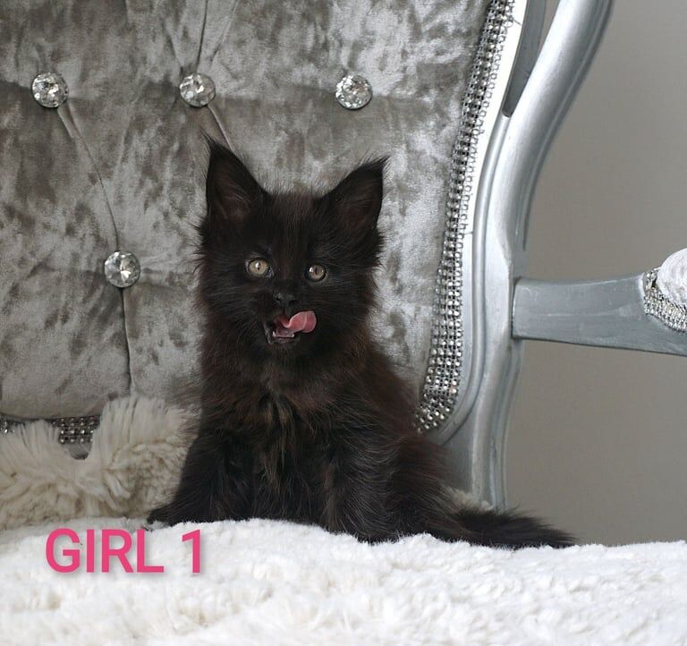 Maine Coon kittens for sale in Liversedge, West Yorkshire – 4 months old - Image 2 of 3