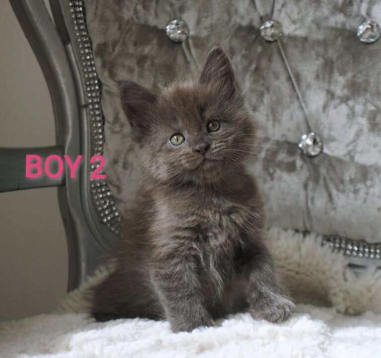 Maine Coon kittens for sale in Liversedge, West Yorkshire – 4 months old - Image 3 of 3