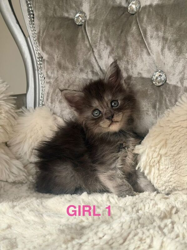 Maine Coon Kittens For Sale