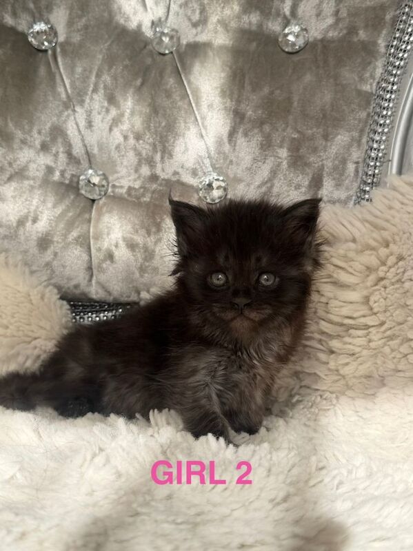 Outstanding show quality maine coon kittens - Image 2 of 3