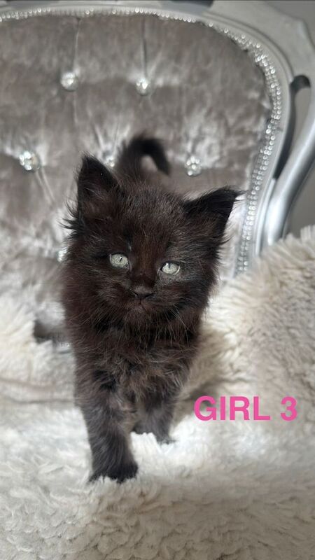 Outstanding show quality maine coon kittens - Image 3 of 3