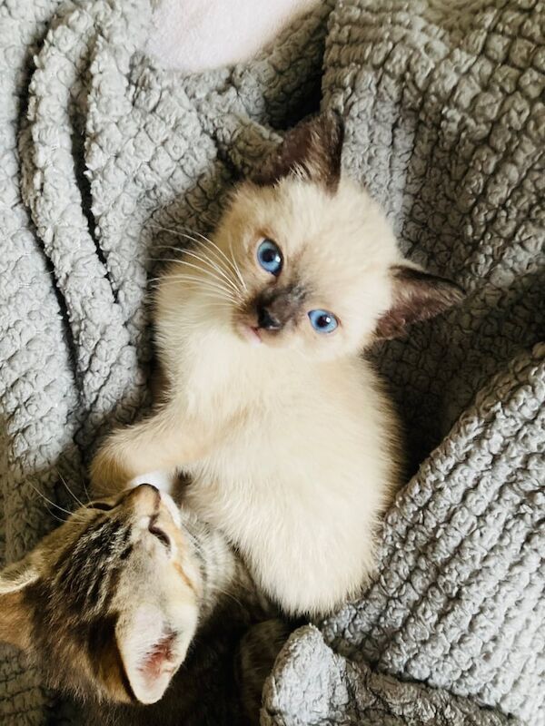 Maine Coon kittens for sale in Bournemouth, Dorset – 6 weeks old