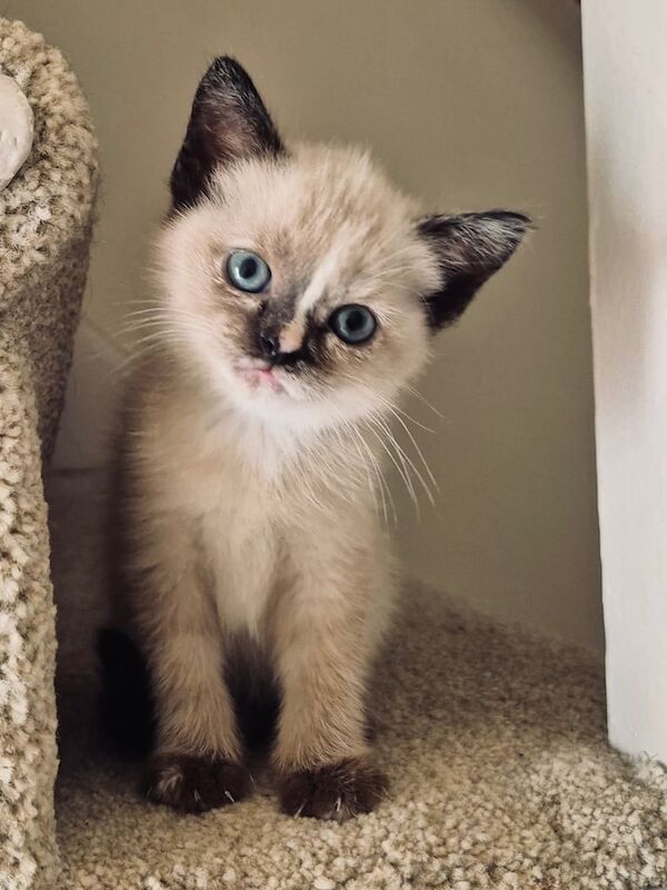 Maine Coon kittens for sale in Bournemouth, Dorset – 6 weeks old - Image 2 of 3