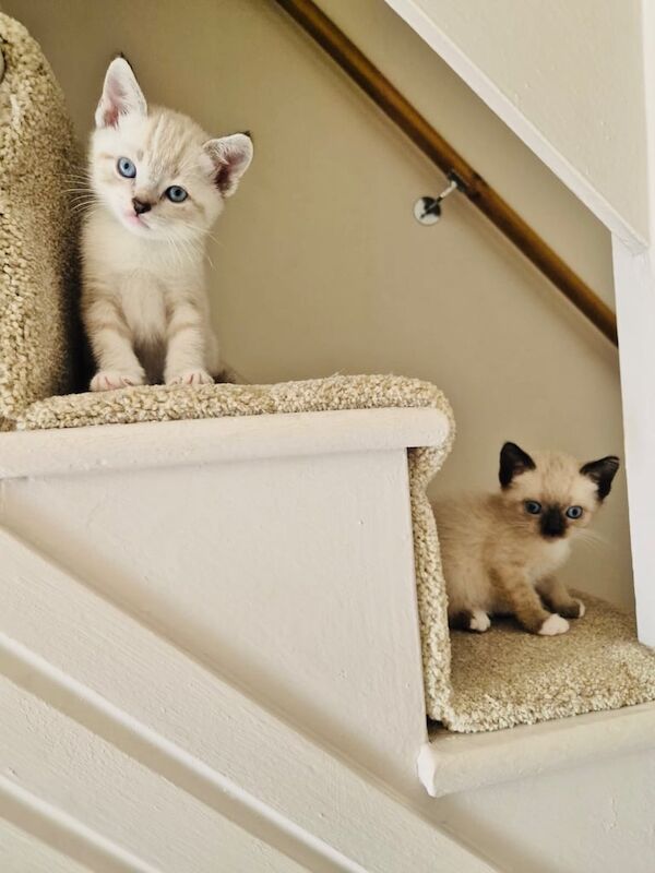 Maine Coon kittens for sale in Bournemouth, Dorset – 6 weeks old - Image 3 of 3
