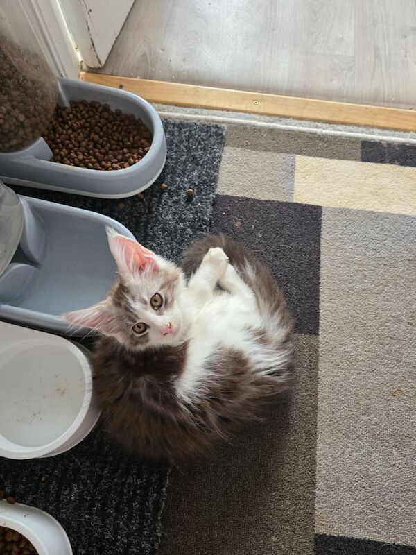Pedigree maine coon - Image 2 of 3