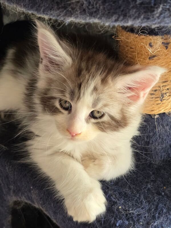 Pedigree maine coon - Image 3 of 3