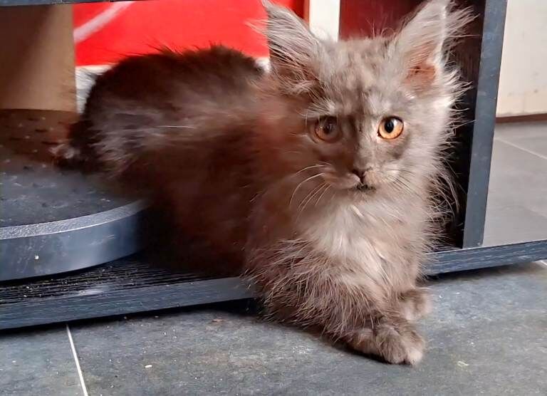 Pedigree Maine Coon cats in Manchester