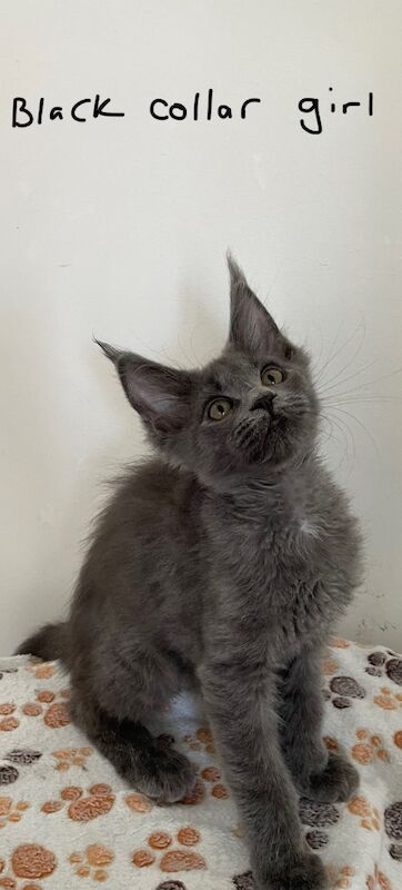 Maine Coon kittens for sale in Bognor Regis, West Sussex – 4 months old - Image 5 of 10