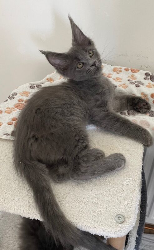 Maine Coon kittens for sale in Bognor Regis, West Sussex – 4 months old - Image 6 of 10
