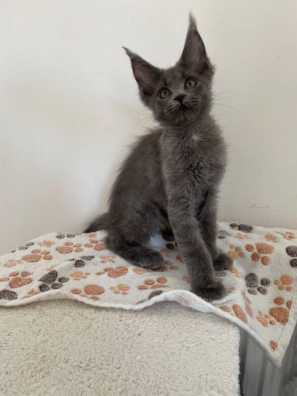Maine Coon kittens for sale in Bognor Regis, West Sussex – 4 months old - Image 7 of 10
