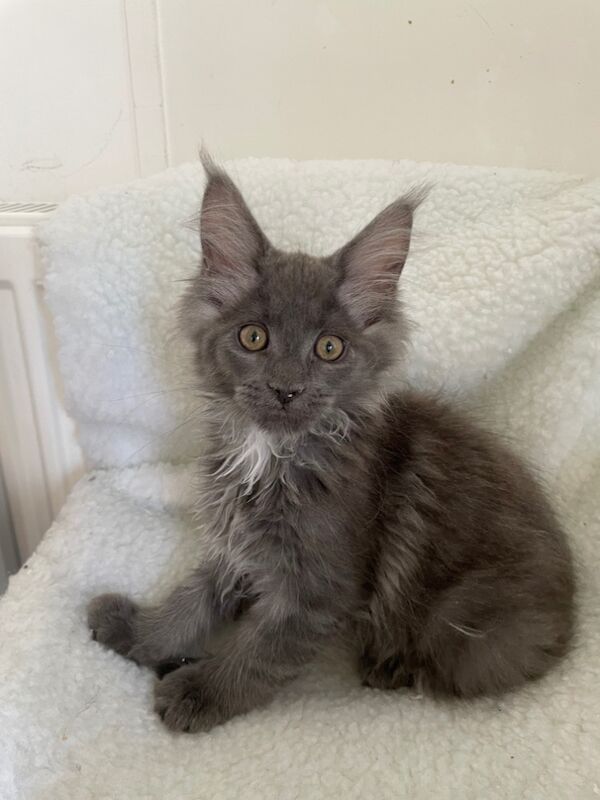 Maine Coon kittens for sale in Bognor Regis, West Sussex – 4 months old - Image 8 of 10