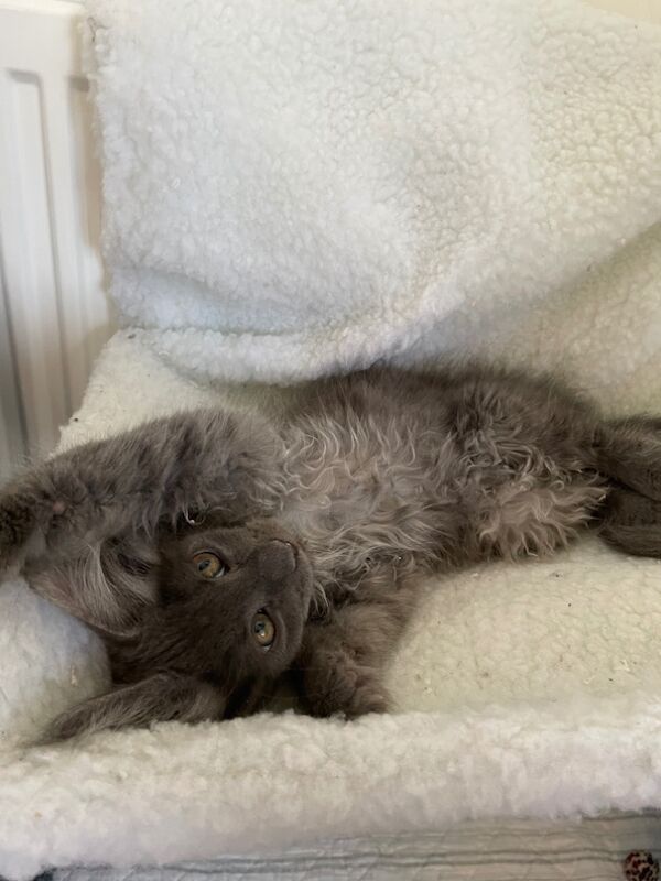 Maine Coon kittens for sale in Bognor Regis, West Sussex – 4 months old - Image 9 of 10