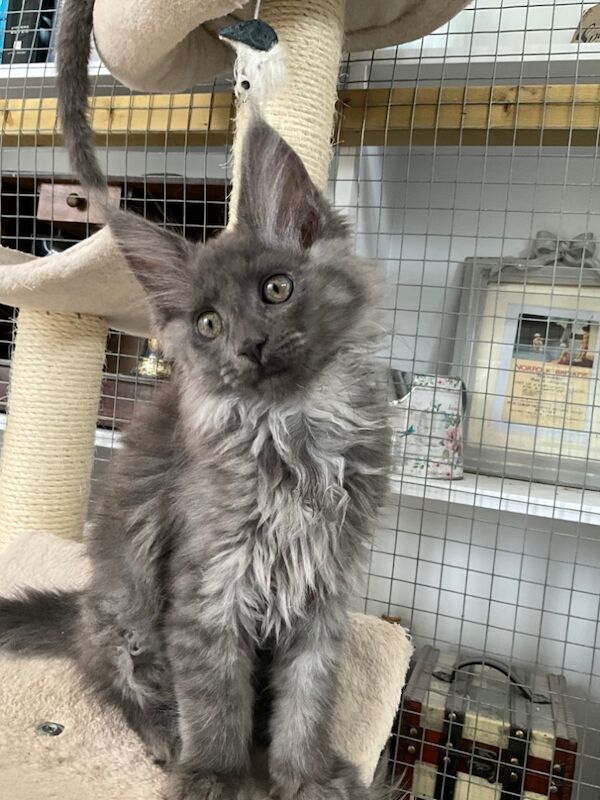 Maine Coon kittens for sale in Bognor Regis, West Sussex – 4 months old - Image 10 of 10