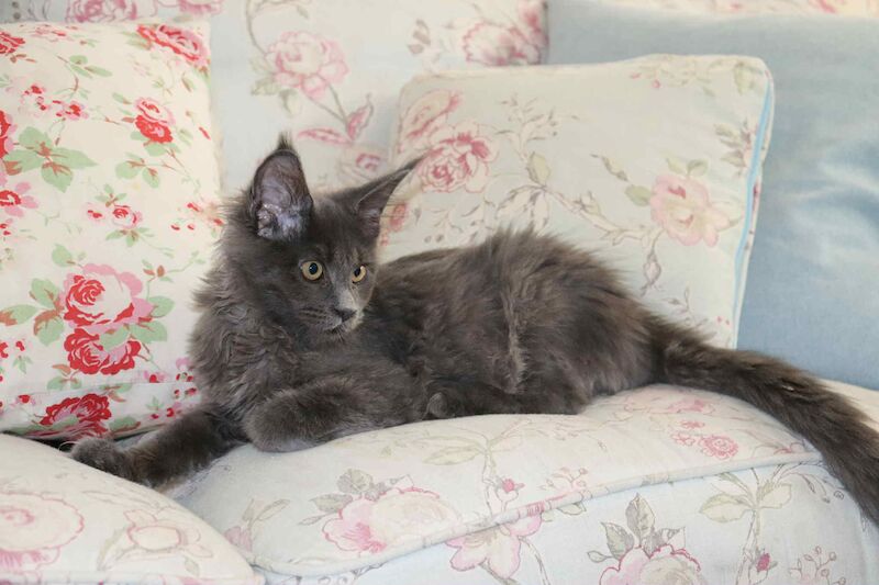 Maine Coon kittens for sale in Bognor Regis, West Sussex – 4 months old