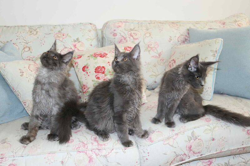 Maine Coon kittens for sale in Bognor Regis, West Sussex – 4 months old - Image 2 of 11