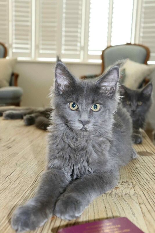 Maine Coon kittens for sale in Bognor Regis, West Sussex – 4 months old - Image 4 of 11
