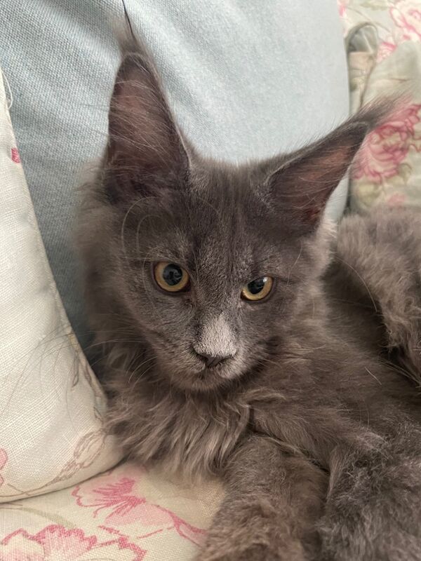 Maine Coon kittens for sale in Bognor Regis, West Sussex – 4 months old - Image 5 of 11