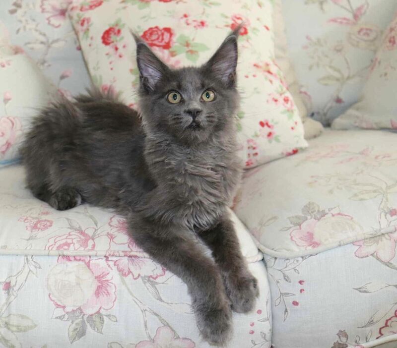 Maine Coon kittens for sale in Bognor Regis, West Sussex – 4 months old - Image 6 of 11
