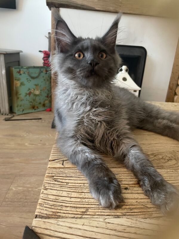 Maine Coon kittens for sale in Bognor Regis, West Sussex – 4 months old - Image 7 of 11