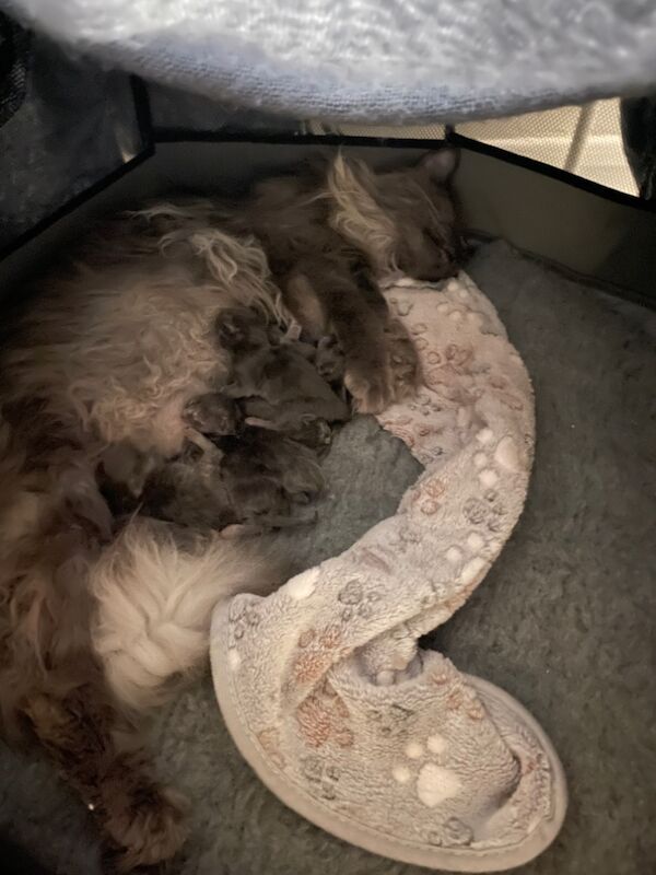 Maine Coon kittens for sale in Bognor Regis, West Sussex – 4 months old - Image 8 of 11