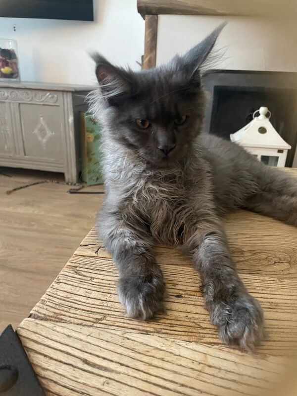 Maine Coon kittens for sale in Bognor Regis, West Sussex – 4 months old - Image 9 of 11