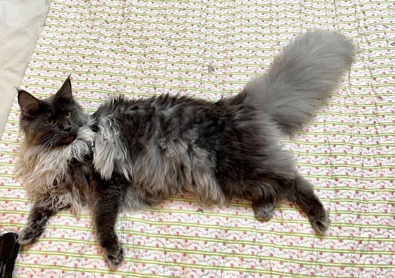 Maine Coon kittens for sale in Bognor Regis, West Sussex – 4 months old - Image 10 of 11