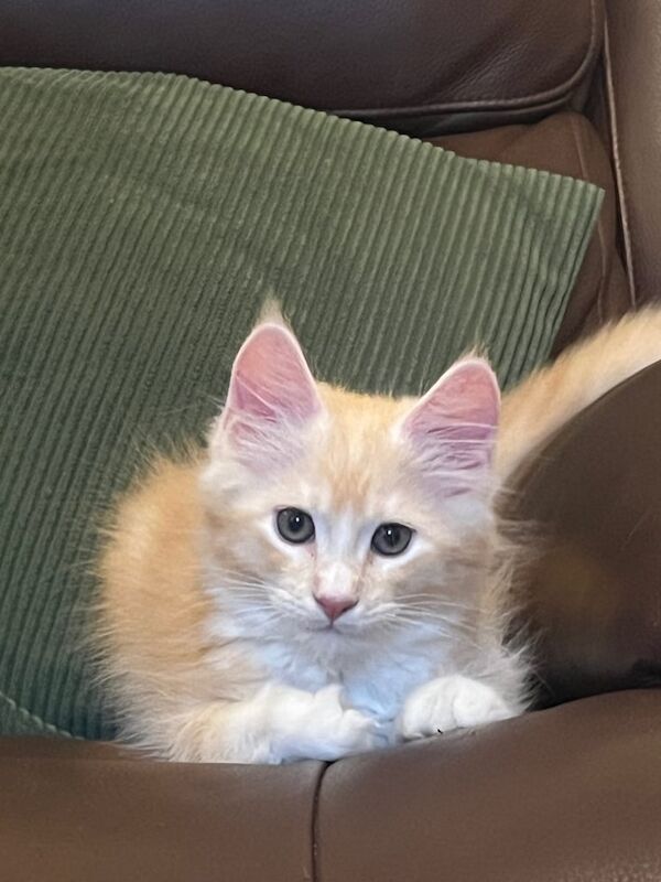 Maine Coon kittens for sale in Aberdeen, City of Aberdeen – 10 weeks old