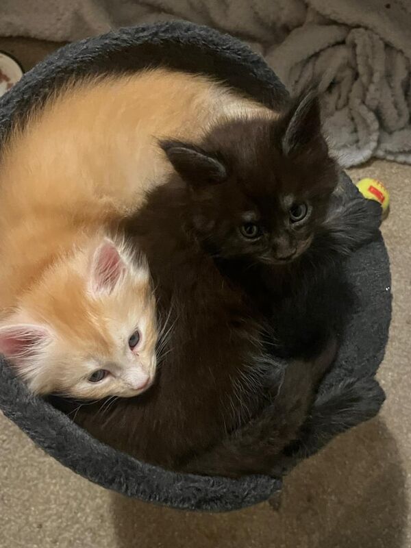 Maine Coon kittens for sale in Aberdeen, City of Aberdeen – 10 weeks old - Image 2 of 3