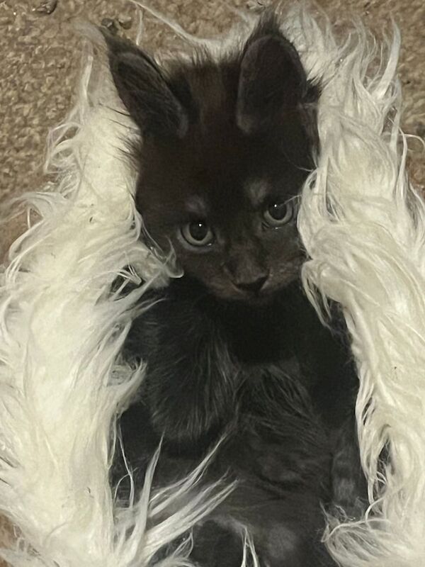 Maine Coon kittens for sale in Aberdeen, City of Aberdeen – 10 weeks old - Image 3 of 3
