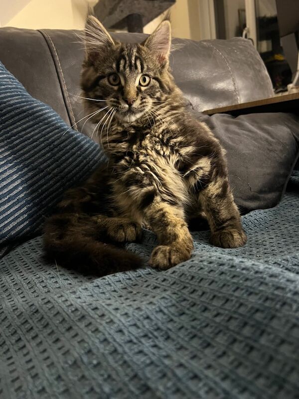 Maine Coon kittens for sale in Coulby Newham, North Yorkshire – 3 months old