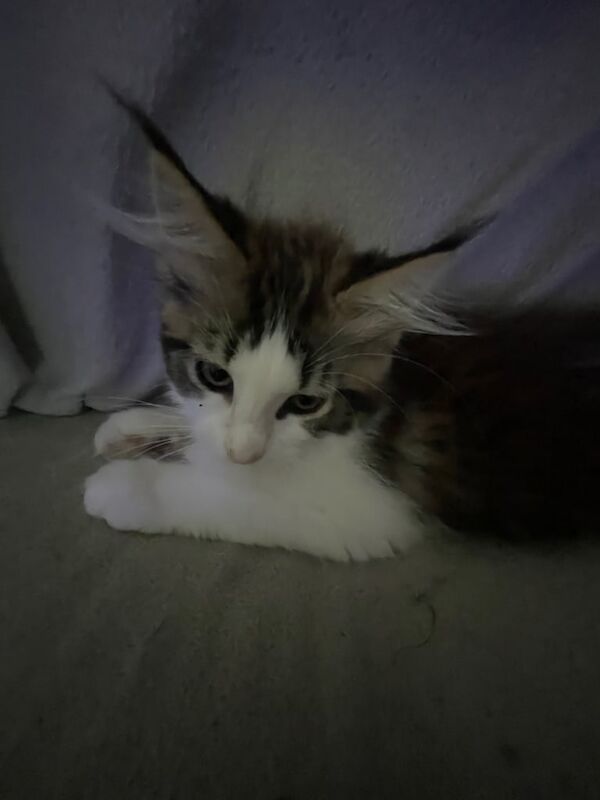 Maine Coon kittens for sale in Crewe, Cheshire – 11 weeks old