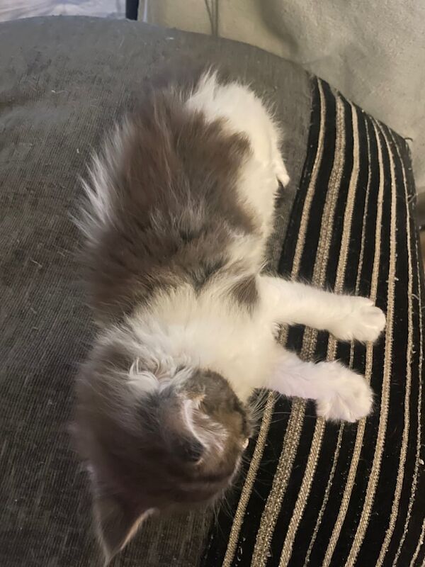 Maine Coon kittens for sale in Crewe, Cheshire – 11 weeks old - Image 2 of 3