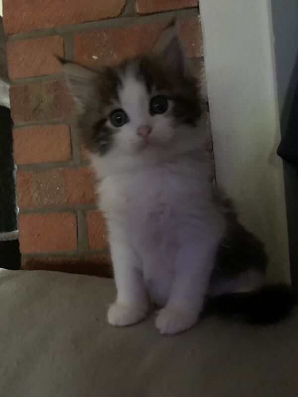 Maine Coon kittens for sale in Crewe, Cheshire – 11 weeks old - Image 3 of 3