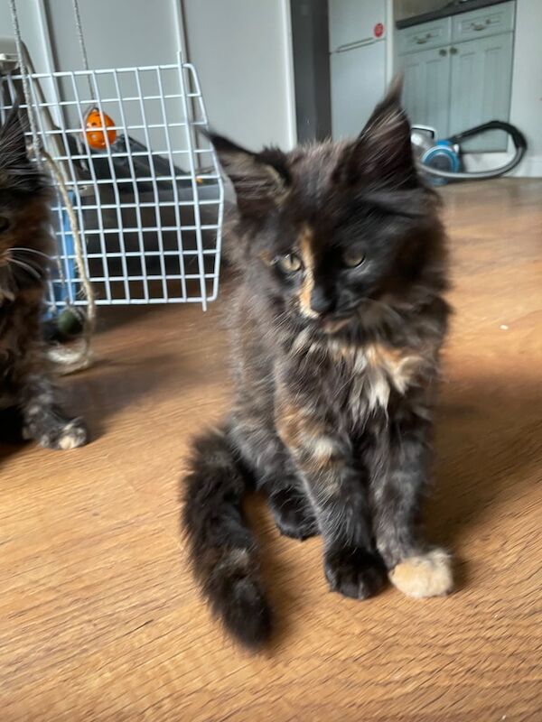 Maine Coon kittens for sale in Littleover, Derbyshire – 11 weeks old - Image 2 of 5