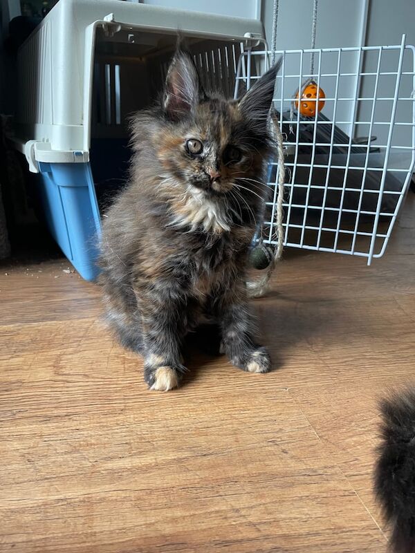 Maine Coon kittens for sale in Littleover, Derbyshire – 11 weeks old - Image 3 of 5