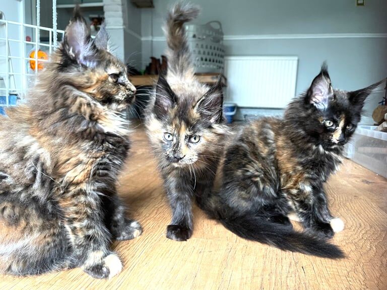 Maine Coon kittens for sale in Littleover, Derbyshire – 11 weeks old - Image 4 of 5