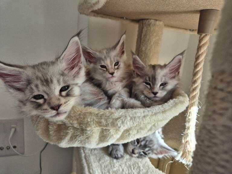 Pedigree maine coon kittens
