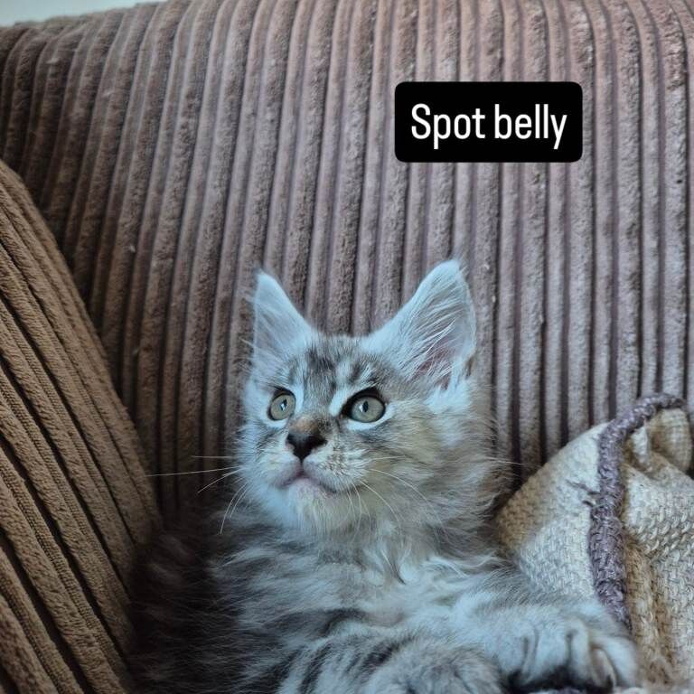 Pedigree maine coon kittens - Image 2 of 6
