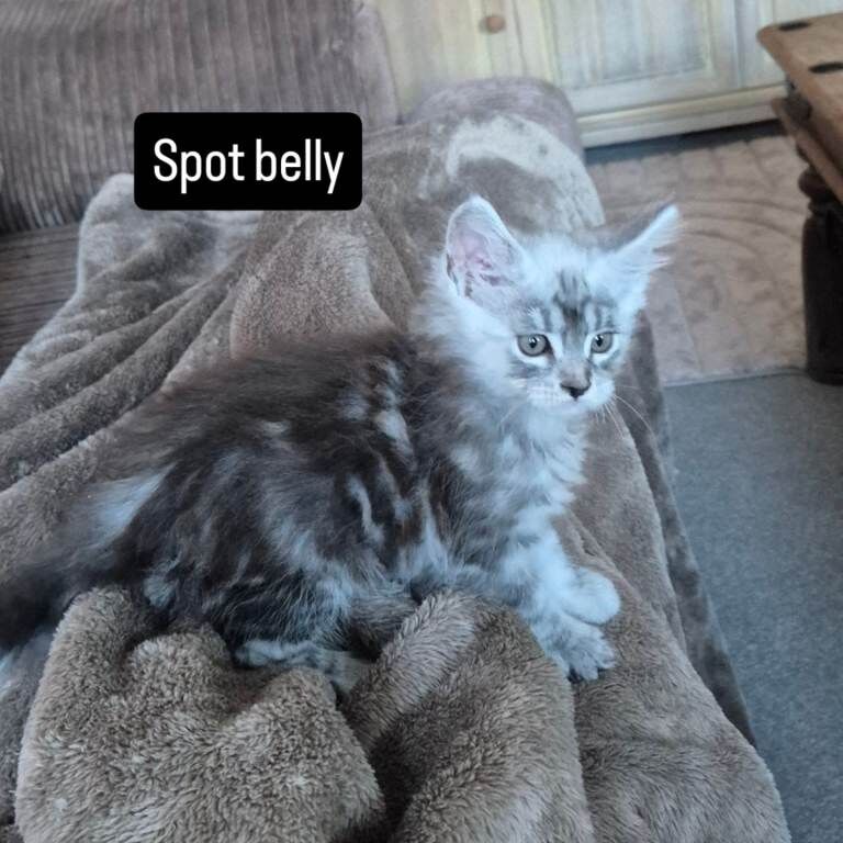 Pedigree maine coon kittens - Image 3 of 6