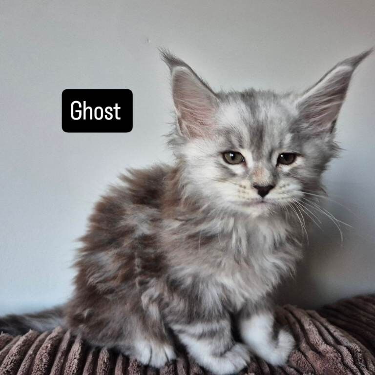 Pedigree maine coon kittens - Image 5 of 6