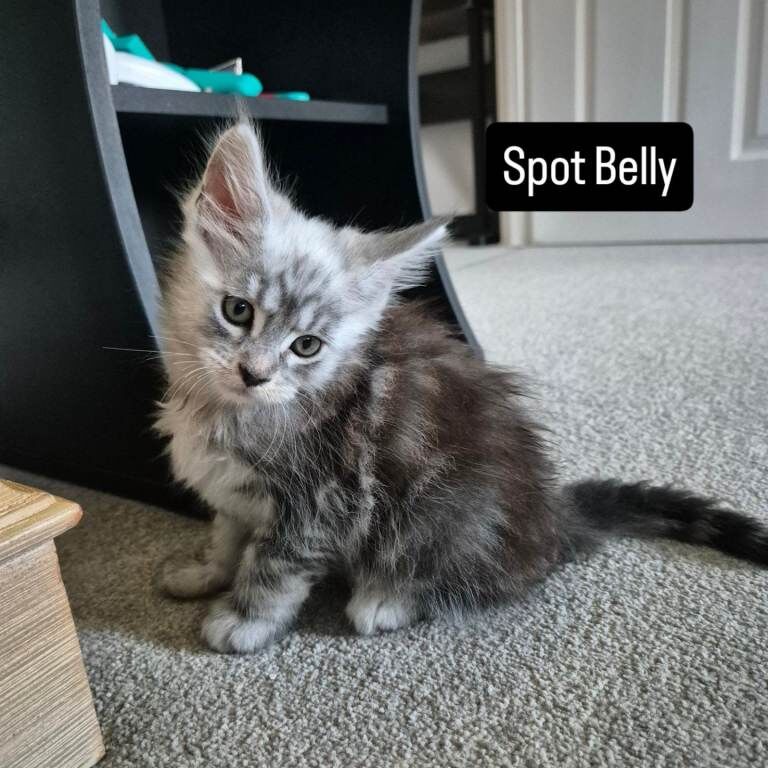 Pedigree maine coon kittens - Image 6 of 6